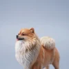1/6 Scale Pomeranian (brown)