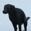 1/6 Scale pooping Labrador