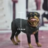 1/6 Scale Rottweiler