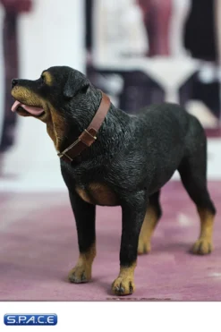 1/6 Scale Rottweiler