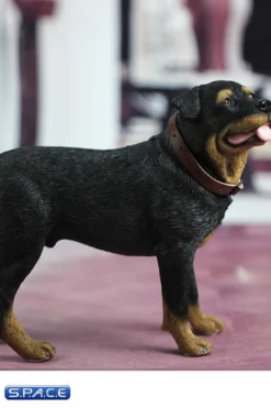 1/6 Scale Rottweiler