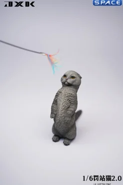 1/6 Scale Scottish Fold