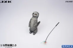 1/6 Scale Scottish Fold