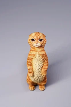 1/6 Scale Scottish Fold