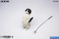 1/6 Scale Scottish Fold