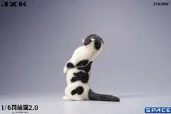 1/6 Scale Scottish Fold