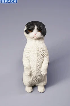 1/6 Scale Scottish Fold