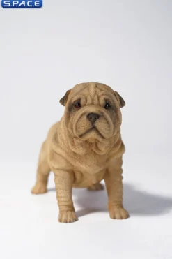 1/6 Scale Shar-Pei