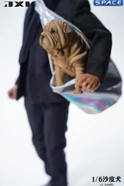 1/6 Scale Shar-Pei