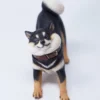 1/6 Scale Shiba Inu »Don't go Home«