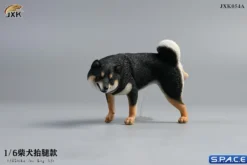 1/6 Scale Shiba Inu leg lift