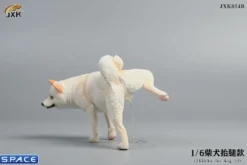 1/6 Scale Shiba Inu leg lift