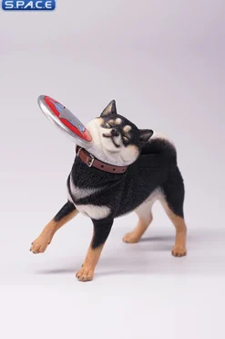 1/6 Scale Shiba Inu with frisbee