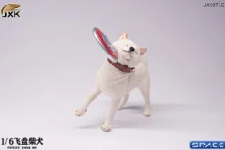 1/6 Scale Shiba Inu with frisbee
