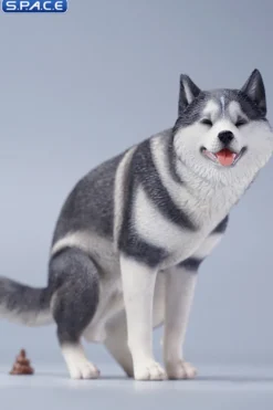 1/6 Scale Siberian Husky Half Squat