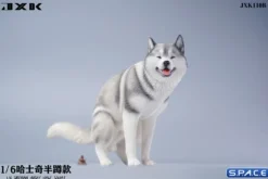1/6 Scale Siberian Husky Half Squat