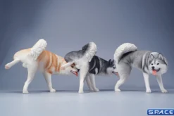 1/6 Scale Siberian Husky Leg Lift