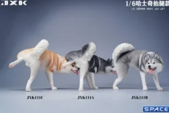 1/6 Scale Siberian Husky Leg Lift