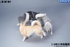 1/6 Scale Siberian Husky Leg Lift