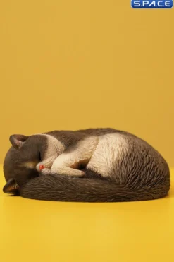 1/6 Scale sleeping Cat