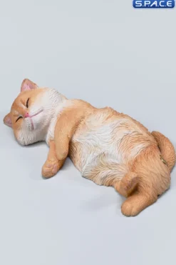 1/6 Scale sleeping Cat with pillow