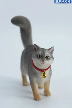 1/6 Scale Somali Cat