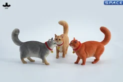 1/6 Scale Somali Cat