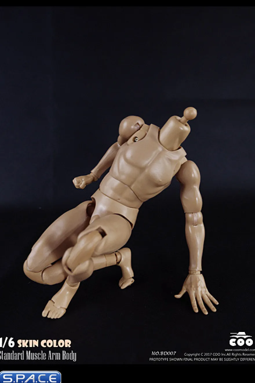 1/6 Scale Standard Muscle Arm Body