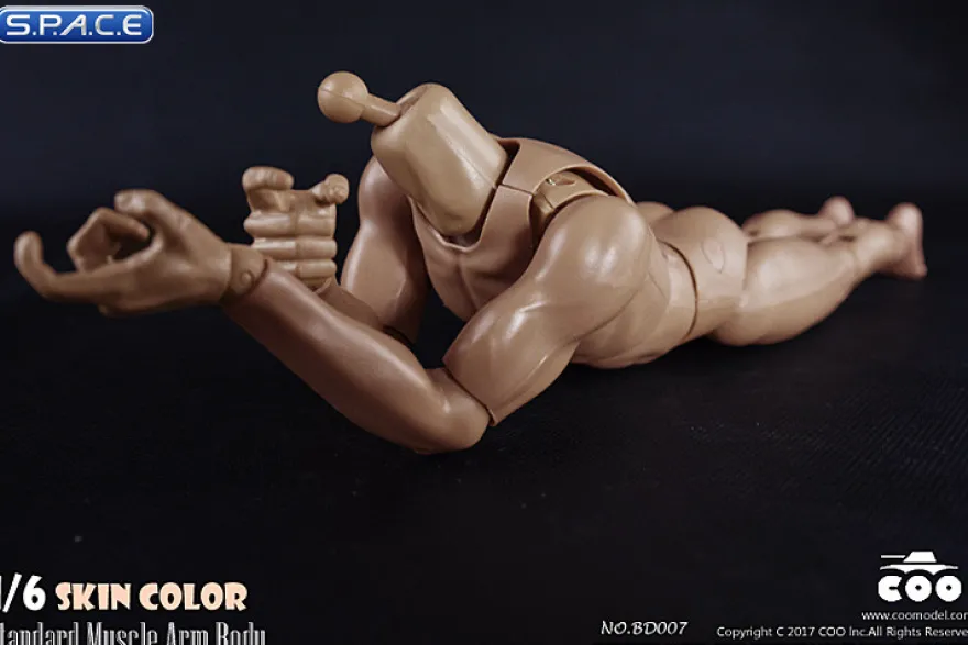 1/6 Scale Standard Muscle Arm Body