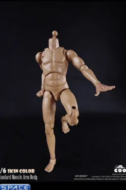 1/6 Scale Standard Muscle Arm Body
