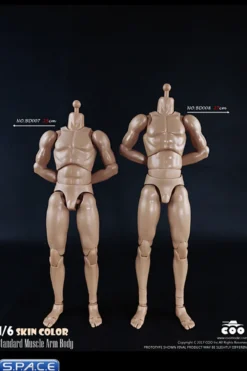 1/6 Scale Standard Muscle Arm High Body