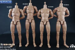 1/6 Scale Standard Muscle Arm High Body