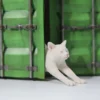 1/6 Scale stretching Cat