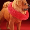 1/6 Scale Tibetan Mastiff