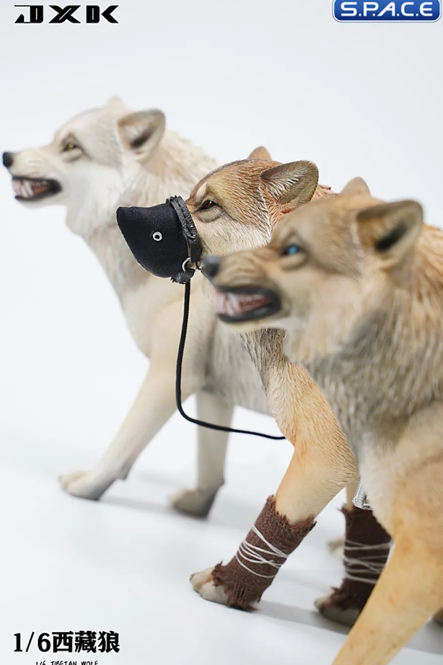 1/6 Scale Tibetan Wolf