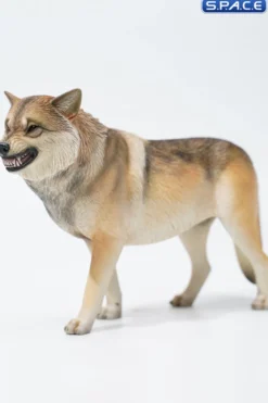 1/6 Scale Tibetan Wolf