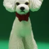 1/6 Scale Toy Poodle