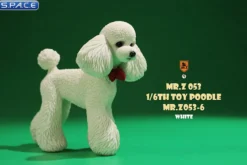 1/6 Scale Toy Poodle