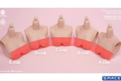 1/6 Scale upper body D-Cup