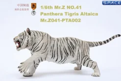 1/6 Scale white attacking Tiger