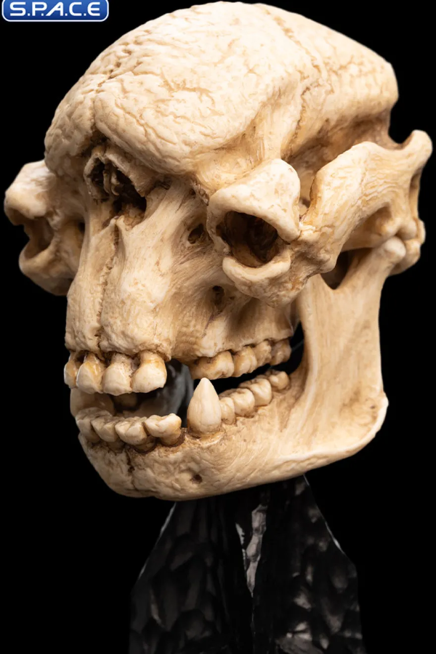 Skull of a Cave Troll