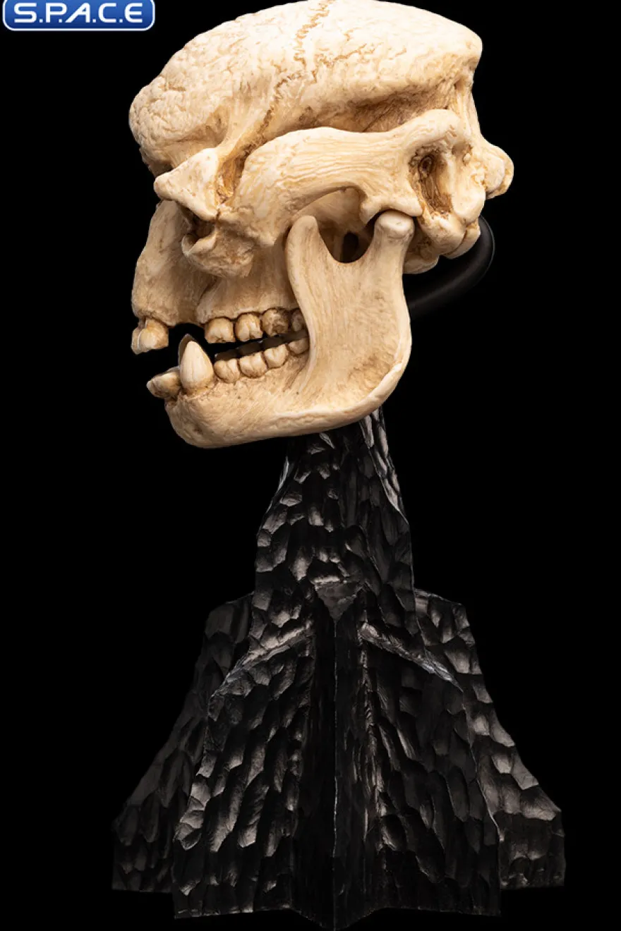 Skull of a Cave Troll