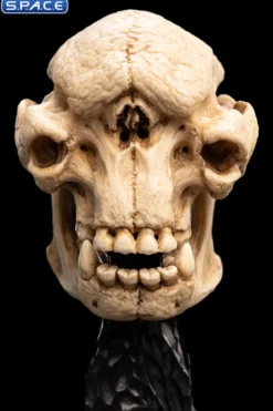 Skull of a Cave Troll