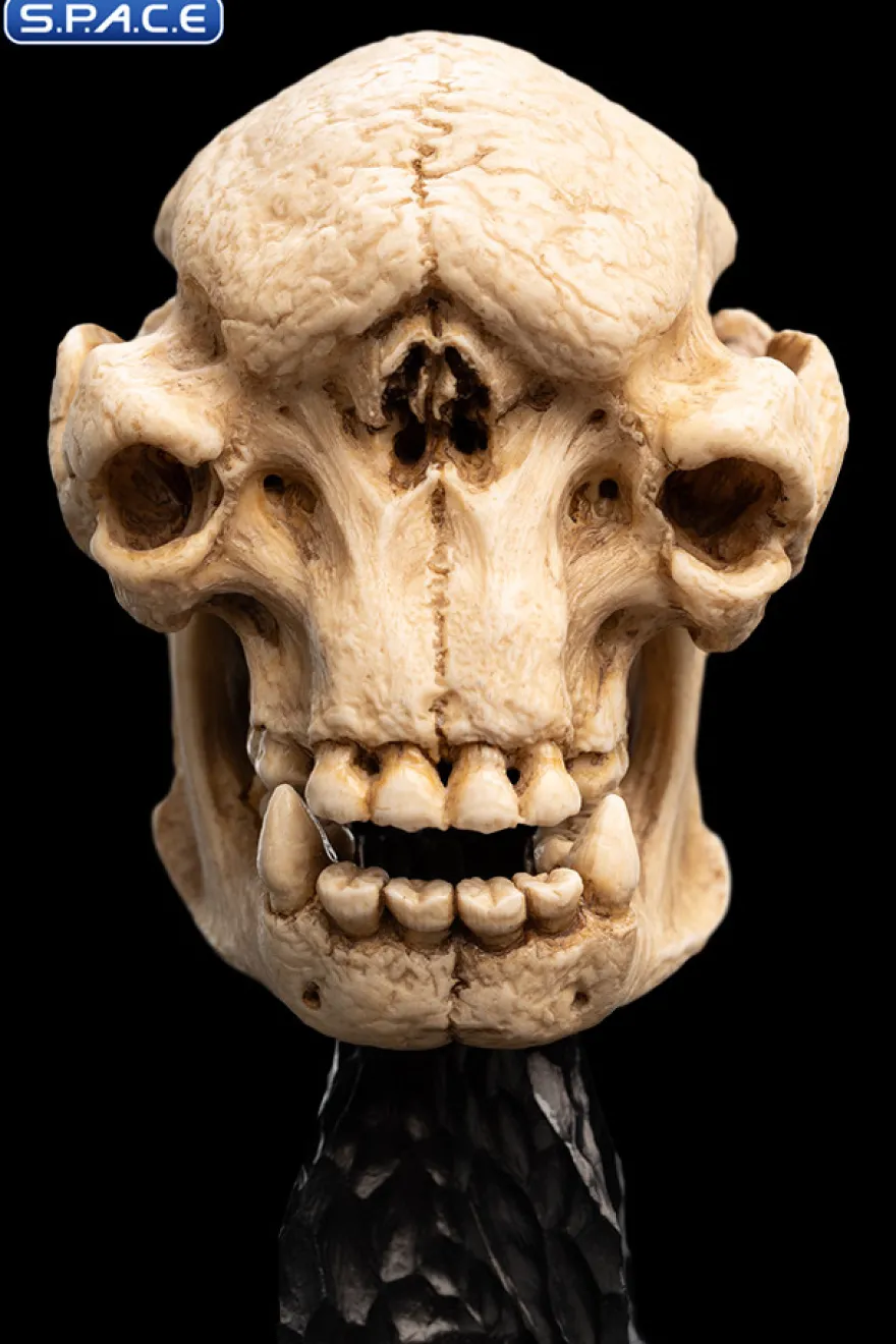 Skull of a Cave Troll