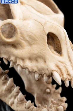 Skull of a Fell Beast