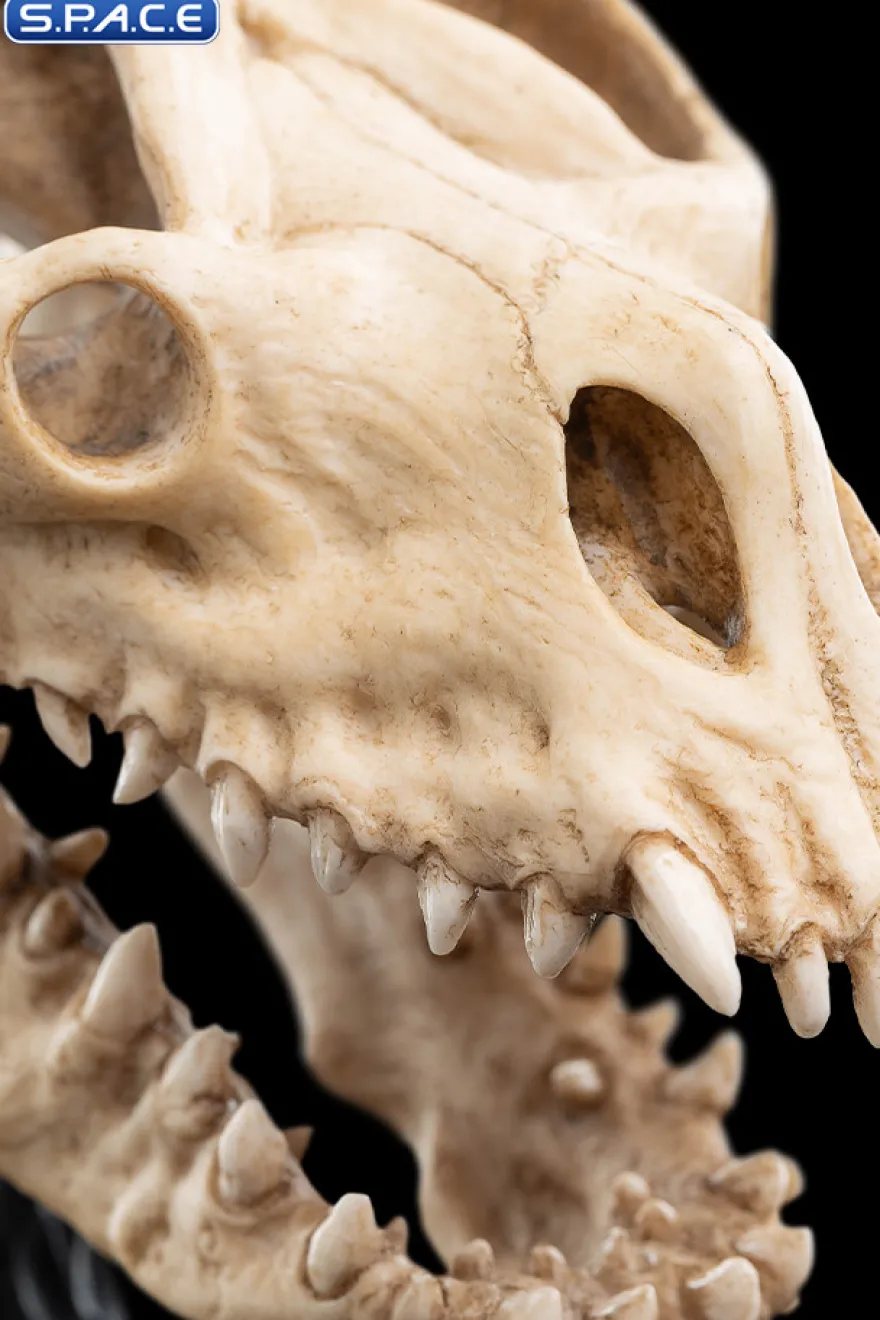 Skull of a Fell Beast