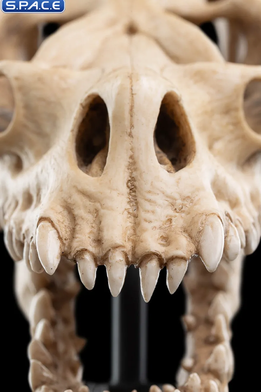 Skull of a Fell Beast