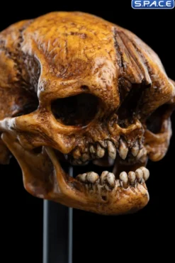 Skull of a Misty Mountain Goblin