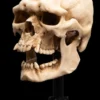 Skull of a Mordor Orc
