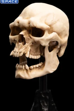 Skull of a Mordor Orc